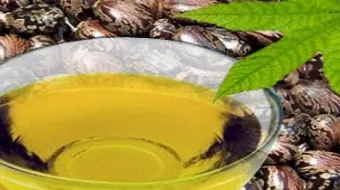 كيف أستخدم زيت الخروع