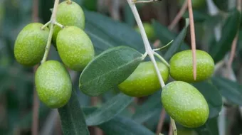 كيف أستعمل ورق الزيتون