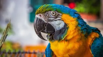 كيف تعرف عمر الببغاء