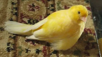 كيف تعرف ذكر الكناري