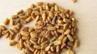 كيف تعمل الحلبة على زيادة الوزن