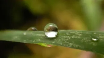 كيف تحدث ظاهرة الندى