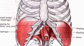 كيف يعمل الحجاب الحاجز
