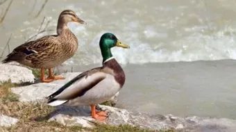 كيف تؤثر البيئة في دورة حياة الطائر