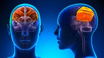 كيف يعمل المخ البشري