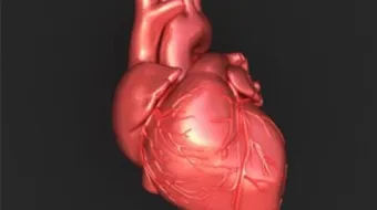 كيف يعمل قلب الإنسان