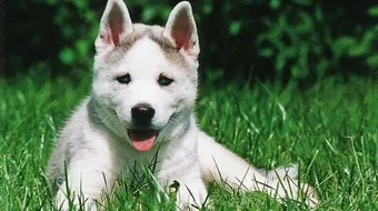 كيف يتم تربية الكلاب