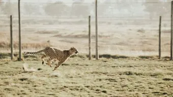 كم سرعة الفهد