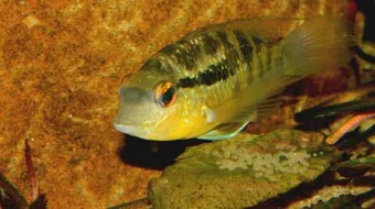 كيفية تكاثر الأسماك