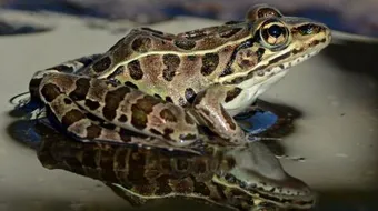 كيف يتنفس الضفدع تحت الماء