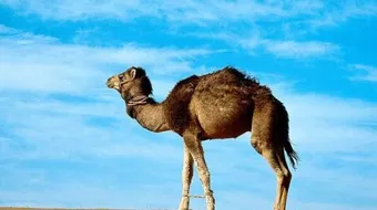 كيف خلق الله الإبل