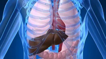 كيف تؤثر العناصر الضارة على جسمك