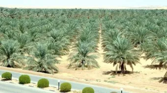 كيف يتم زراعة النخيل