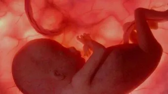 كيف تكون حركة الجنين بالشهر الخامس