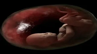 كيف تكون حركة الجنين في الشهر الرابع