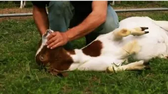 كيف يتم ذبح الأضحية