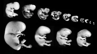 كيف يكون شكل الجنين في الشهر الثاني