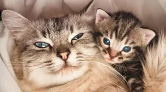 كم هي فترة حمل القطط