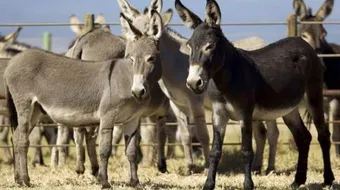 كم طول الحمار