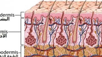 كم تبلغ مدة حياة الشعرة في الرأس