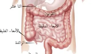 كم طول الأمعاء الدقيقة في جسم الإنسان