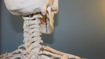 كم عظم يوجد في جسم الإنسان