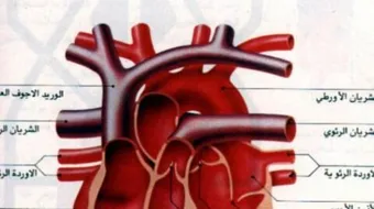 كم عدد صمامات القلب