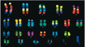 كم عدد كروموسومات الإنسان