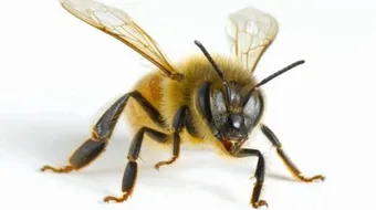 كم عدد أرجل النحلة