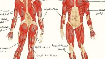 كم يبلغ عدد العضلات في الجسم