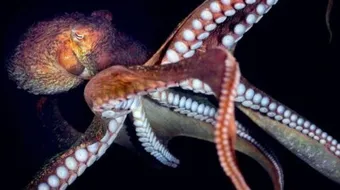 كم عدد أرجل الأخطبوط