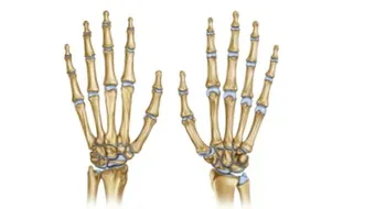 كم عدد فقرات أصابع اليد الواحدة