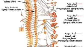 كم عدد فقرات عنق الإنسان