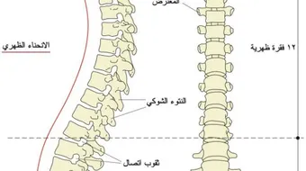 كم عدد فقرات العمود الفقري للإنسان