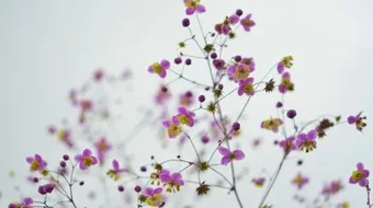 كم عدد زوجات النبي إبراهيم