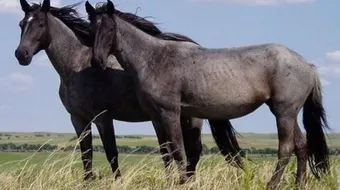 كم سنة يعيش الحصان