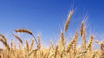 كم تبلغ نسبة البروتينات في حبة القمح