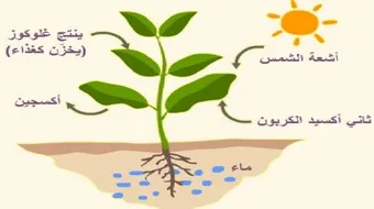 كيف تحدث عملية البناء الضوئي