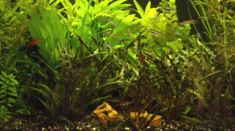 كيف تزرع النباتات