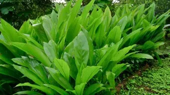 كيف تتغير النباتات