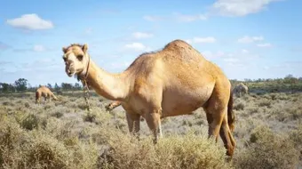 كيف يولد الجمل