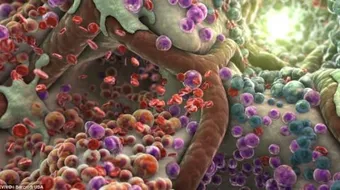 كيف تحصل الخلية على الطاقة اللازمة للقيام بأنشطتها