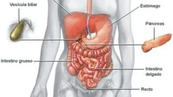 كيف يعمل الجهاز الهضمي