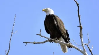 كيف يموت النسر