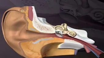 كيف تعمل الأذن