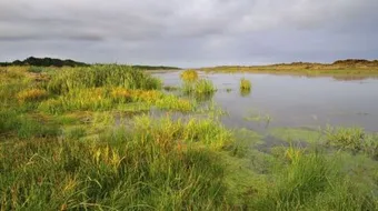 كيف يتغير النظام البيئي