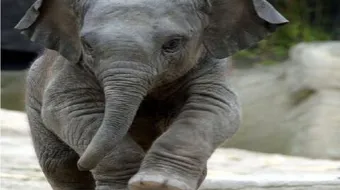 كيف ينام الفيل