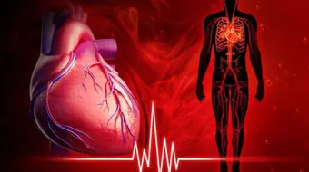 كيف ينبض القلب