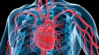 كيف يعمل القلب