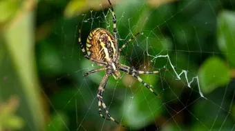 كيف يتنفس العنكبوت